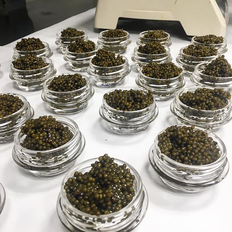 Iran Kuwait farmed caviar trade